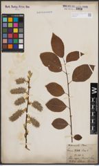 Foto von Salix caprea L.